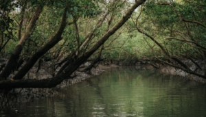 Sundarban tour package